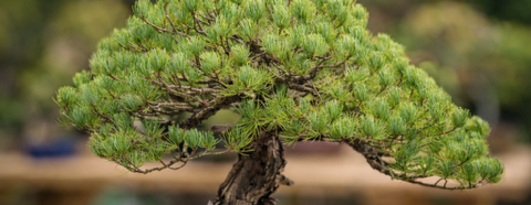 The Living Art of Bonsai